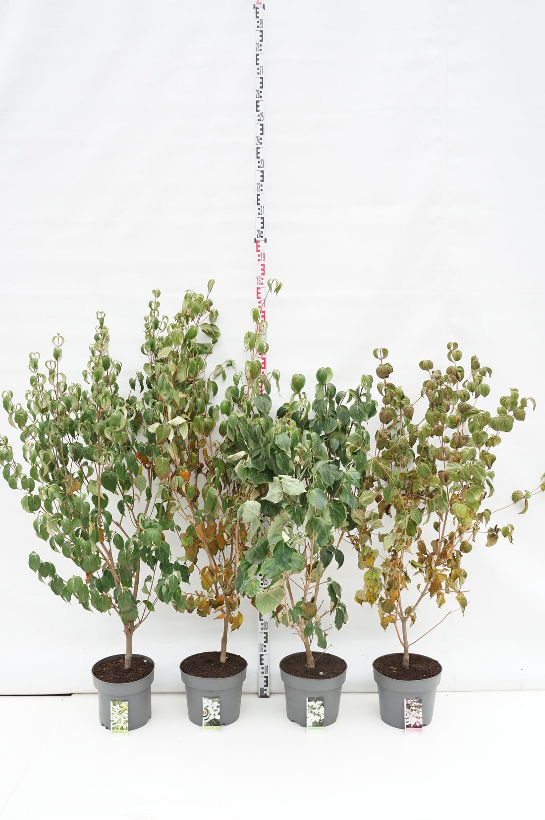 Kornell kousa in cultivars - C10 100/+ CM.