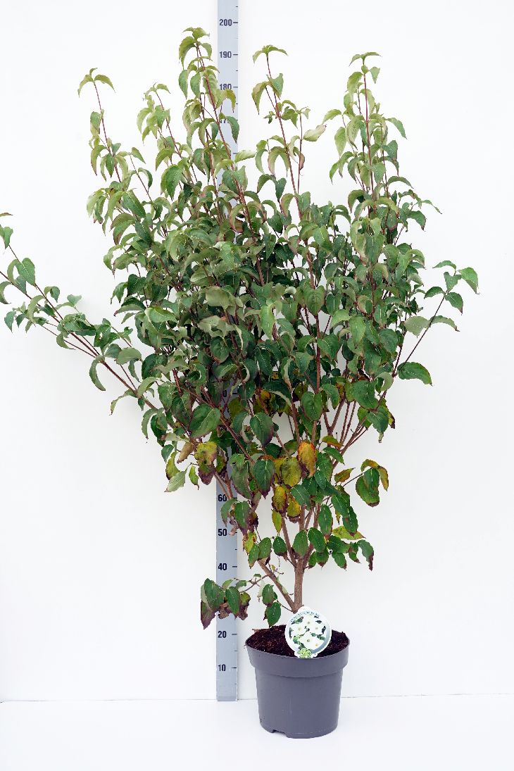 Kornell kousa &
