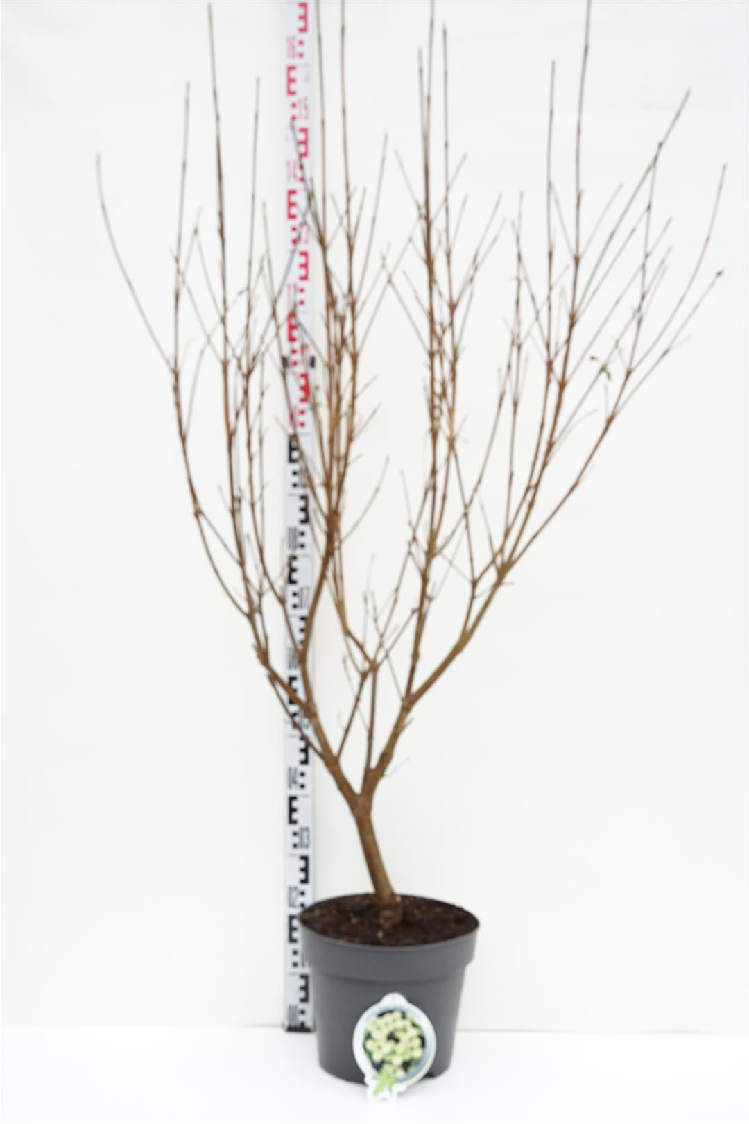 Cornus kousa &