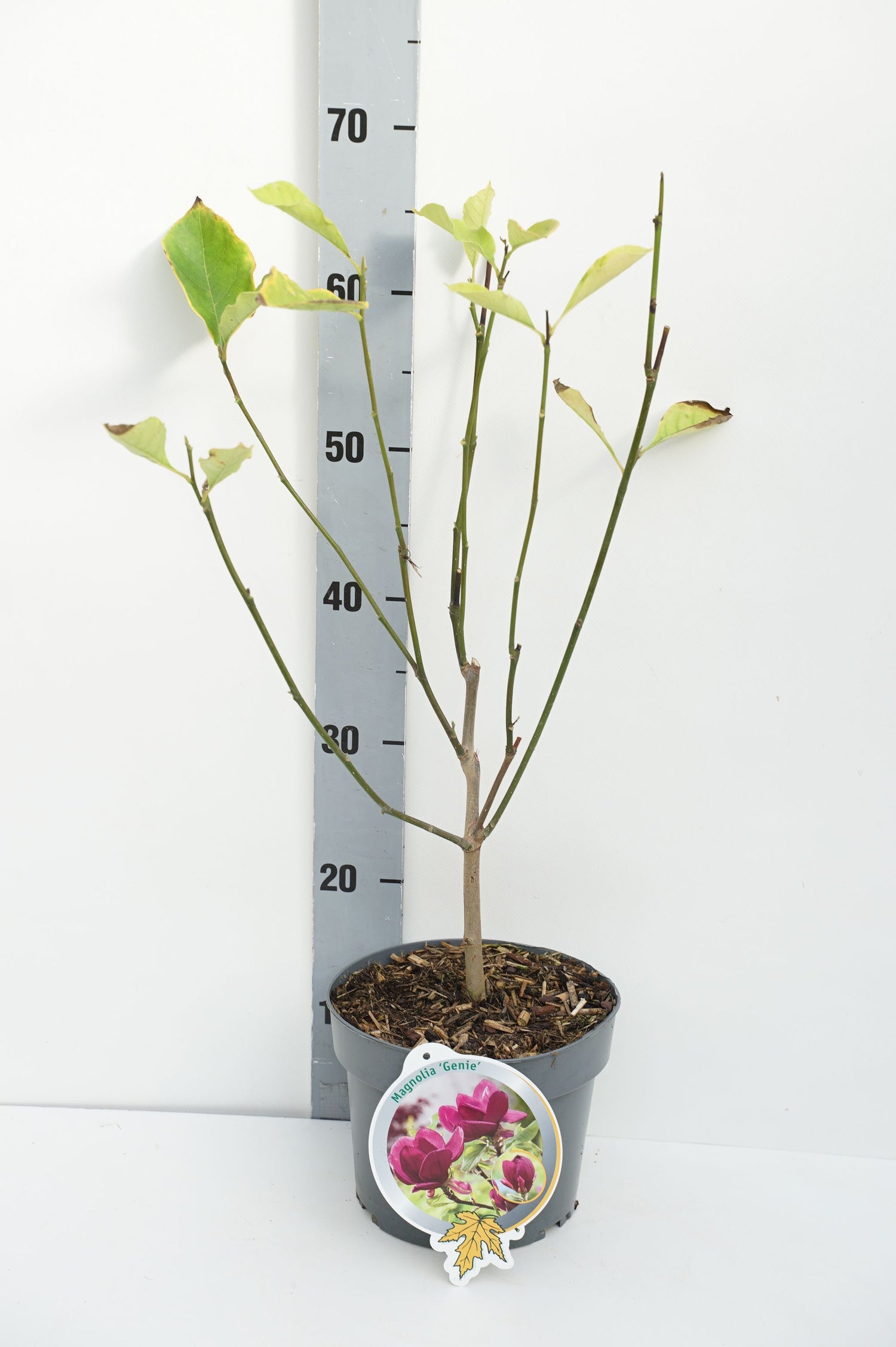 Magnolia &