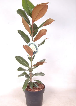 Magnolia grandiflora