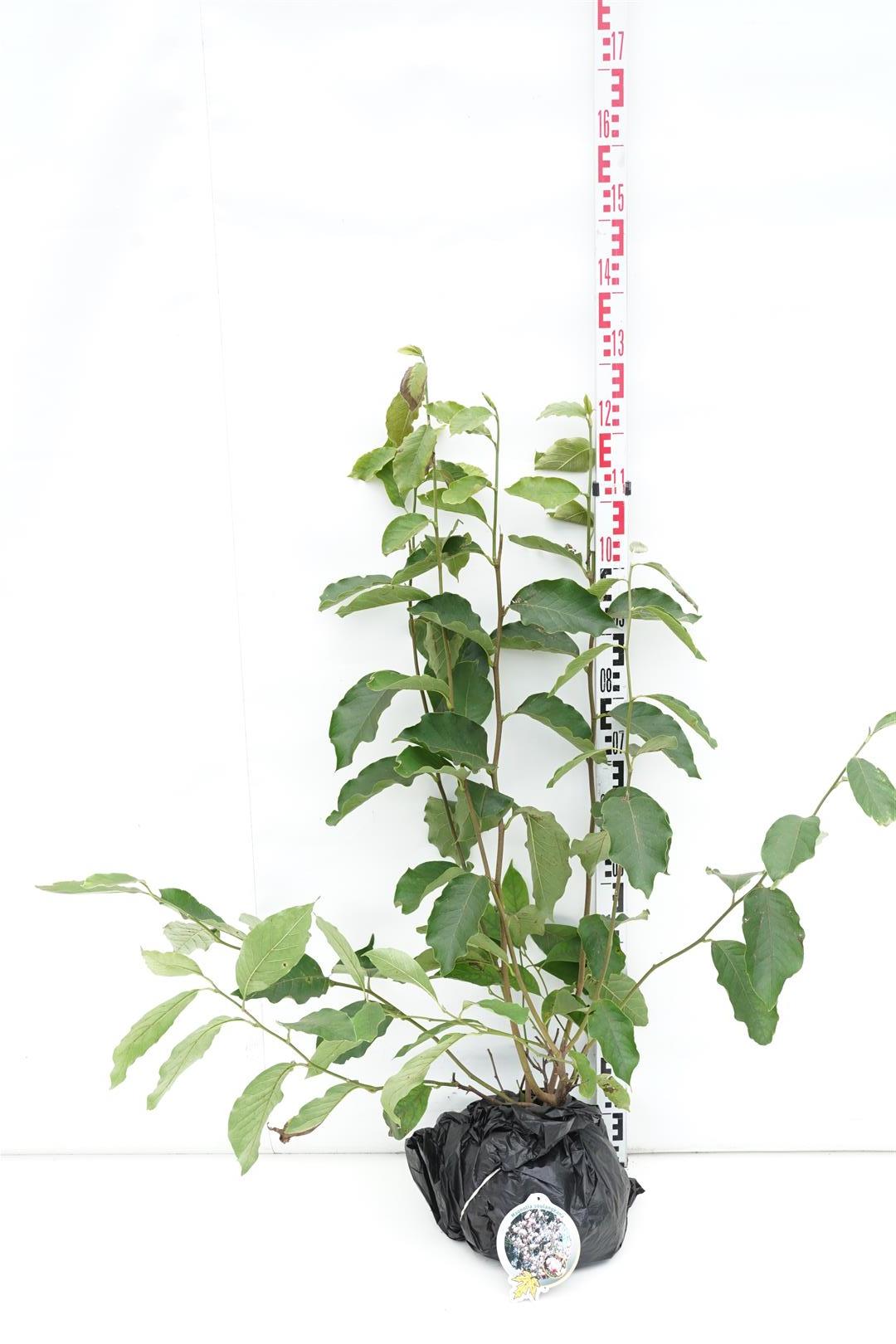 Magnolia soulangeana - 60-80 CM RB