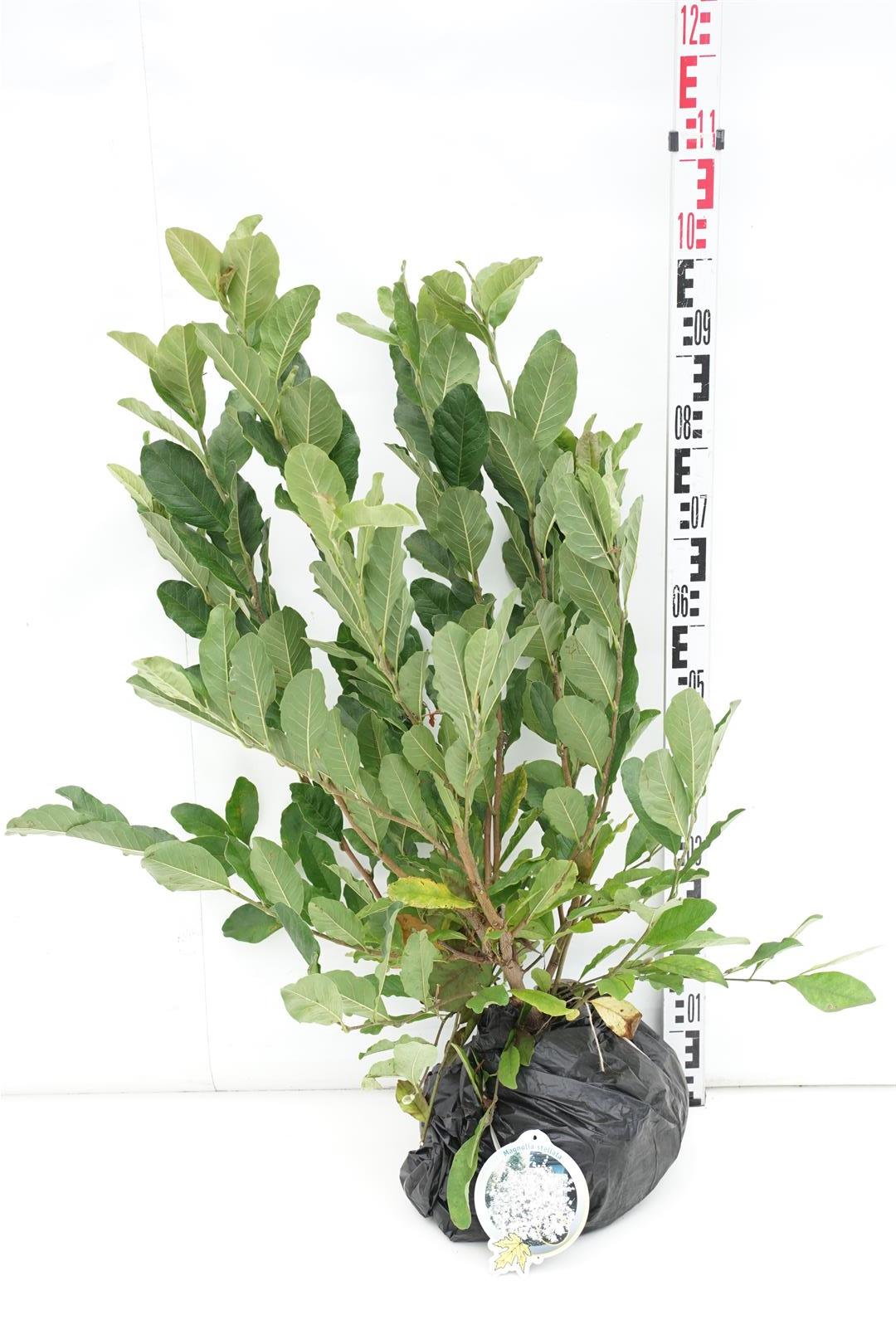 Magnolia stellata - 60-80 CM RB