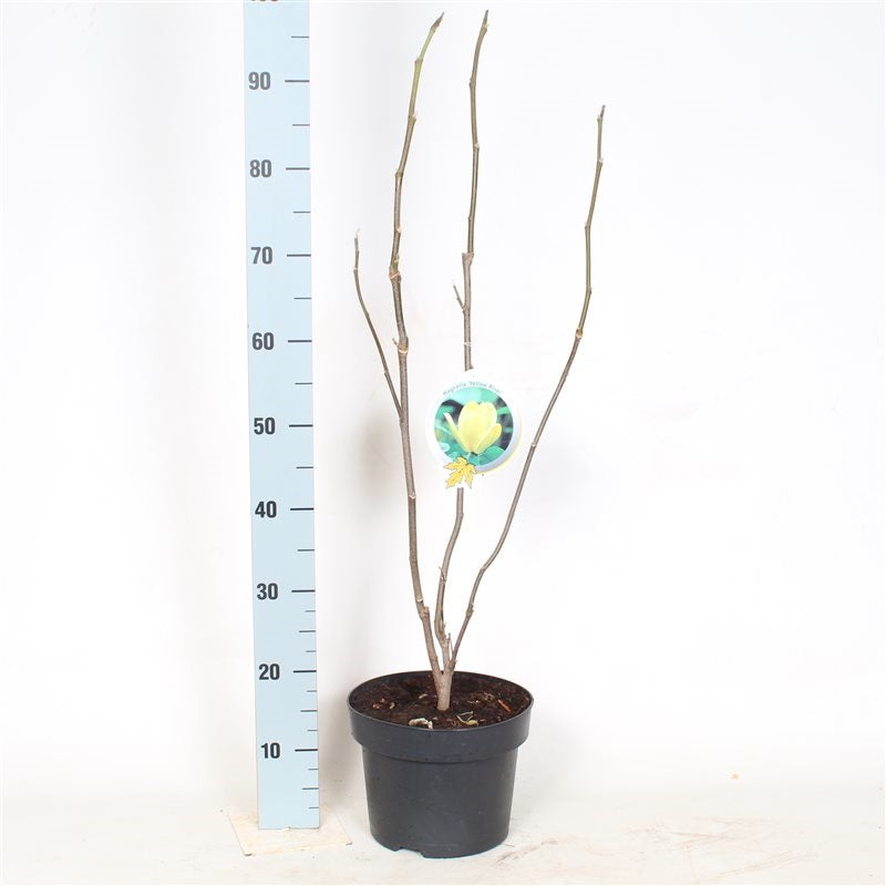 Magnolia &