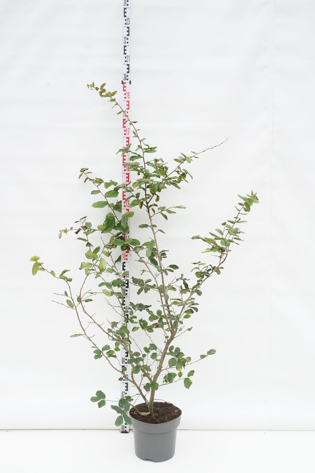 Persiskt järnträd persica - C10 125-150 CM