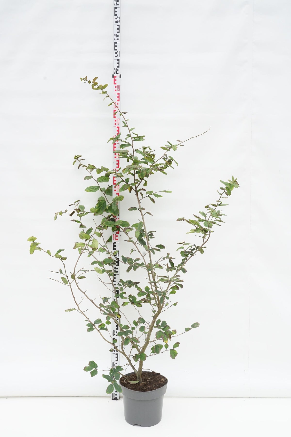 TW-2797058