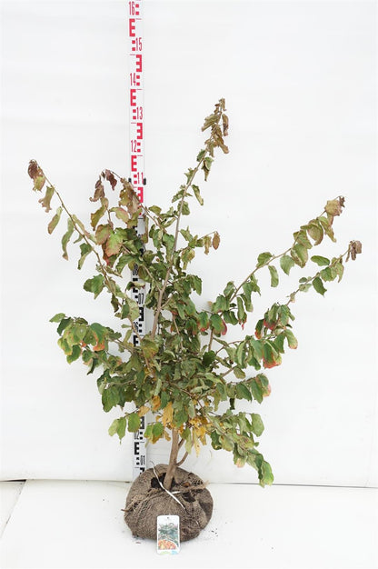 Parrotia persica 80-100 cm rotklump
