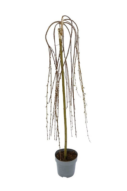 Salix caprea &