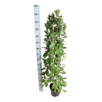 Salix caprea &
