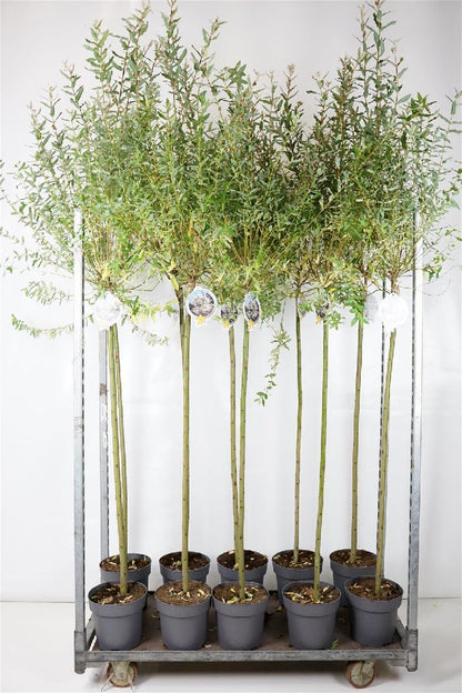 Salix integra &