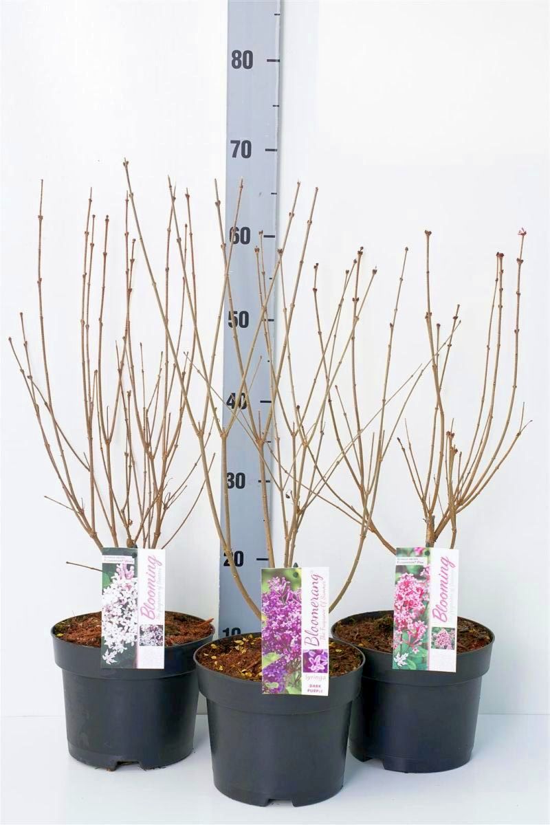 Syren Bloomering in cultivars - C3/P19 40-50 CM