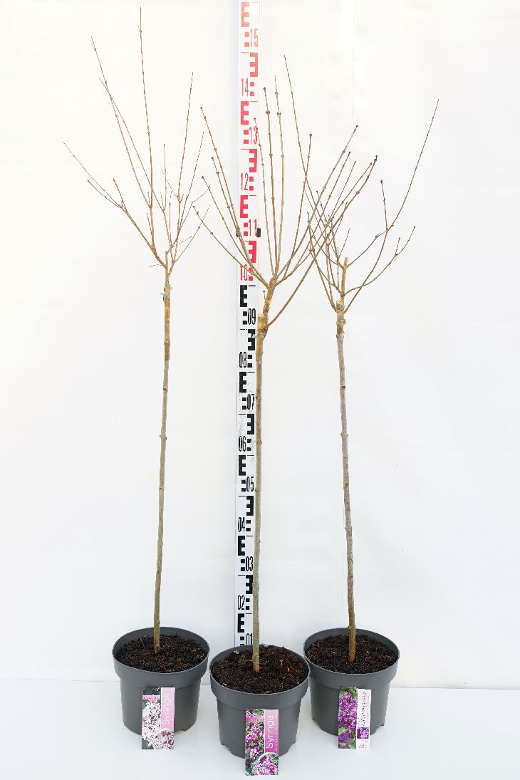 Syren Bloomering in cultivars - 80 CM STEM C5/P23