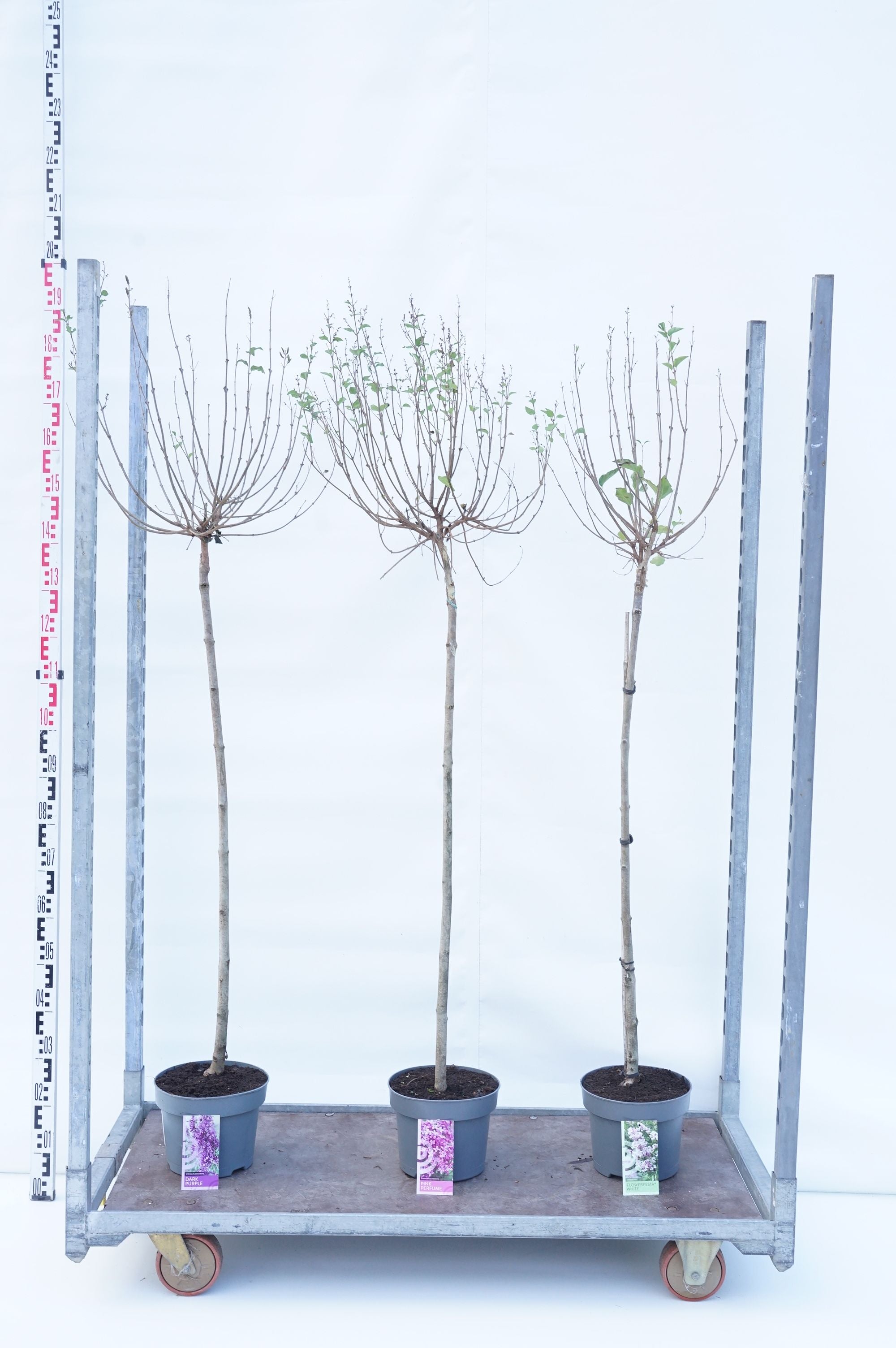 Syren Bloomering in cultivars - 100 CM STEM C5/P23