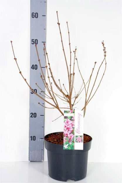 Syringa &