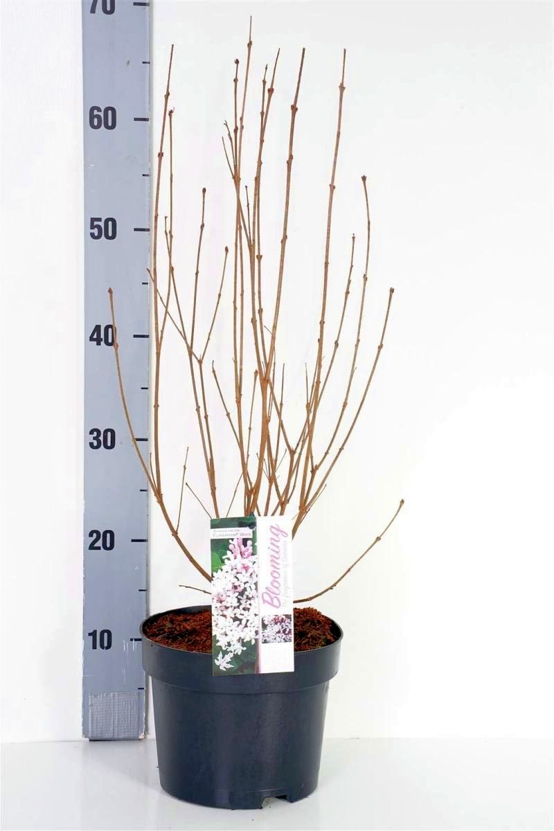 Syringa &