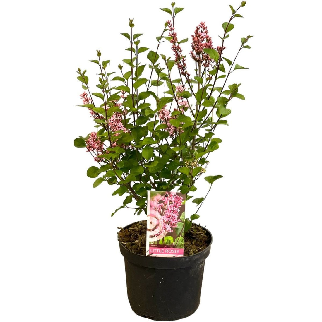 Syringa meyeri &
