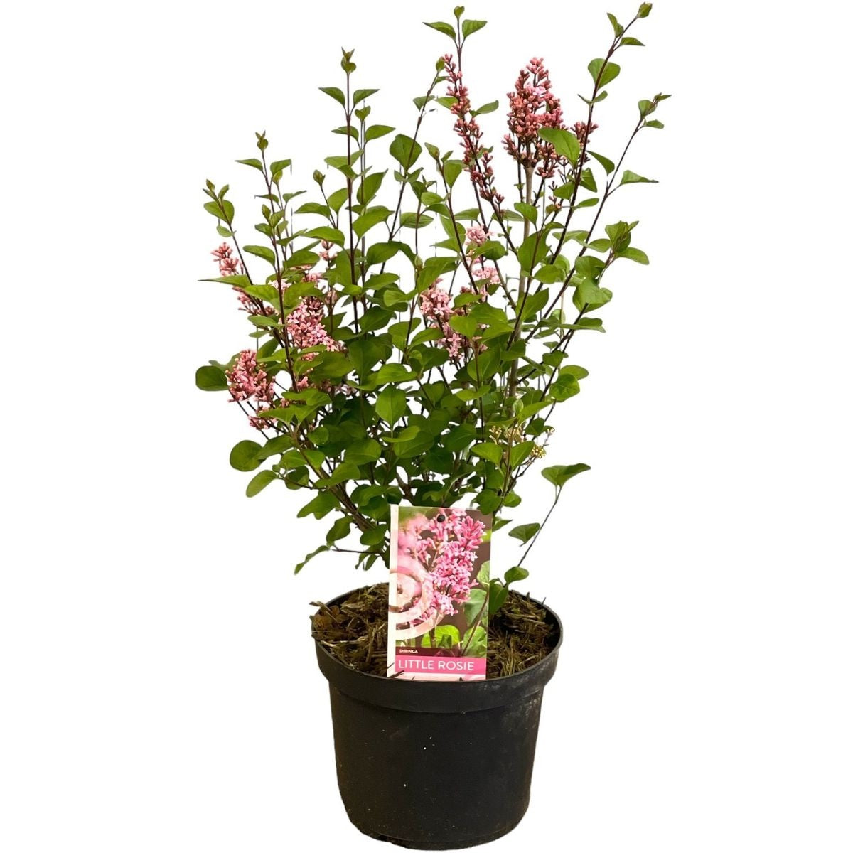 Syringa meyeri &