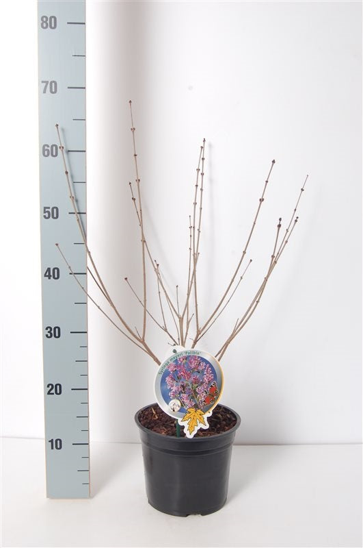 Syringa meyeri &