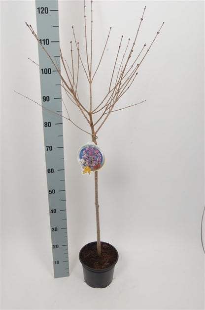 Syringa meyeri &