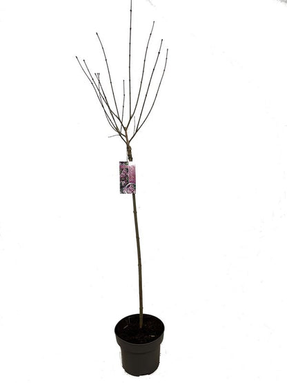 Syringa meyeri &