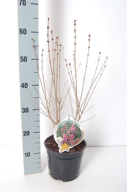 Syringa microphylla &