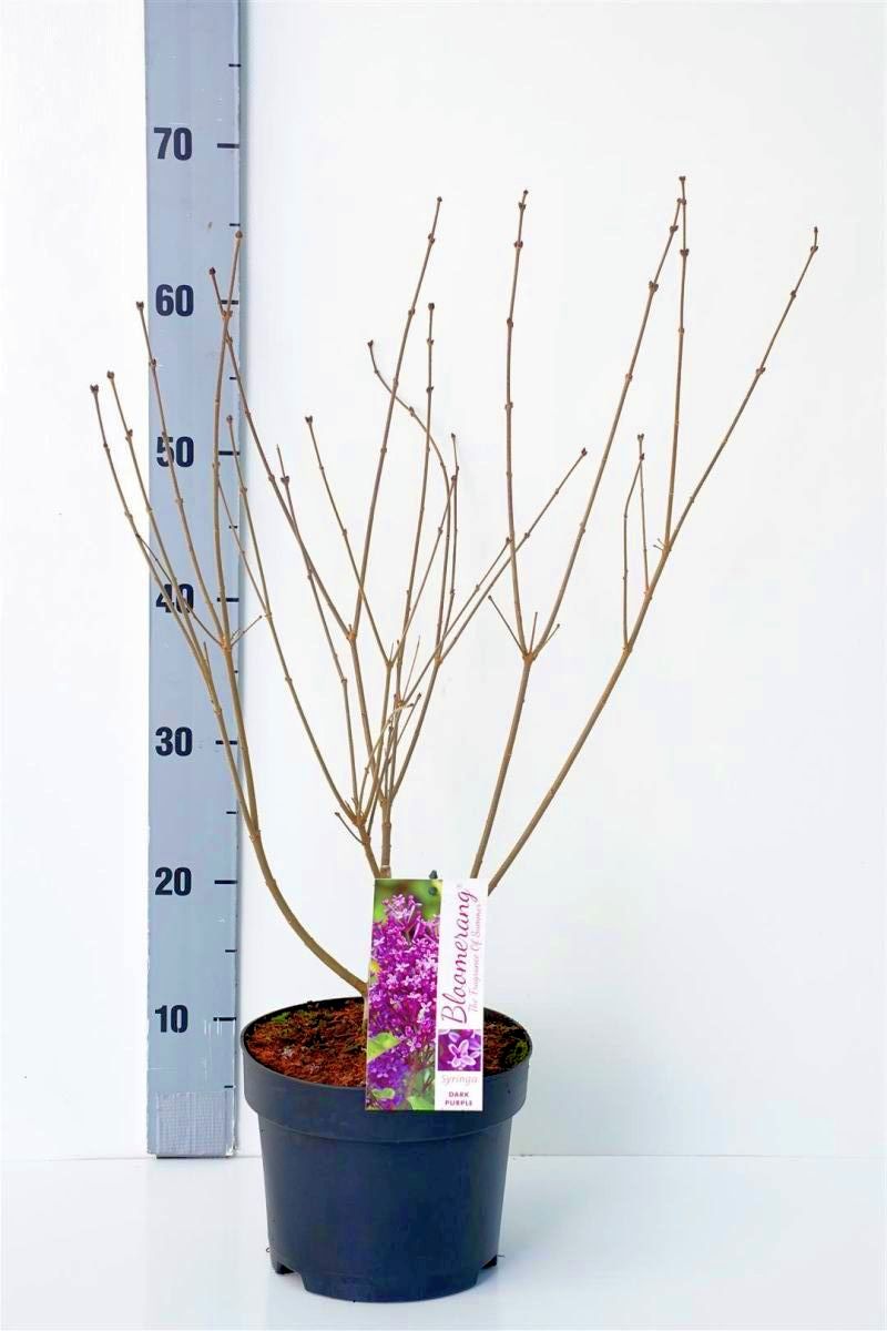 Syringa v. &