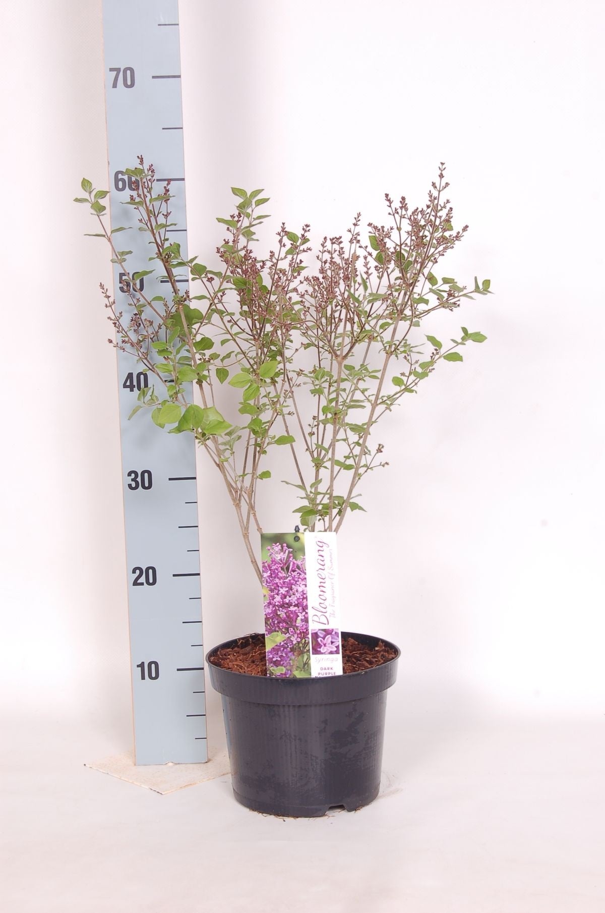 Syringa v. &