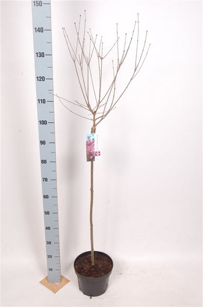 Syringa v. &