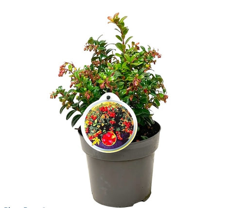 Vaccinium vitis-idaea 'Fire Balls'