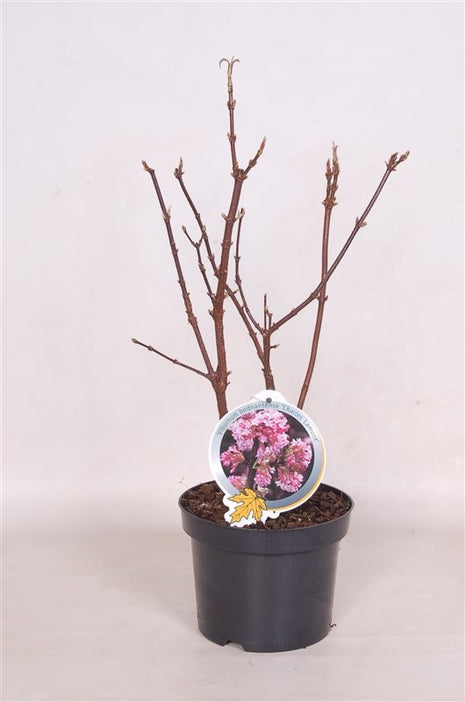 Viburnum bodn. "Charles Lamont"