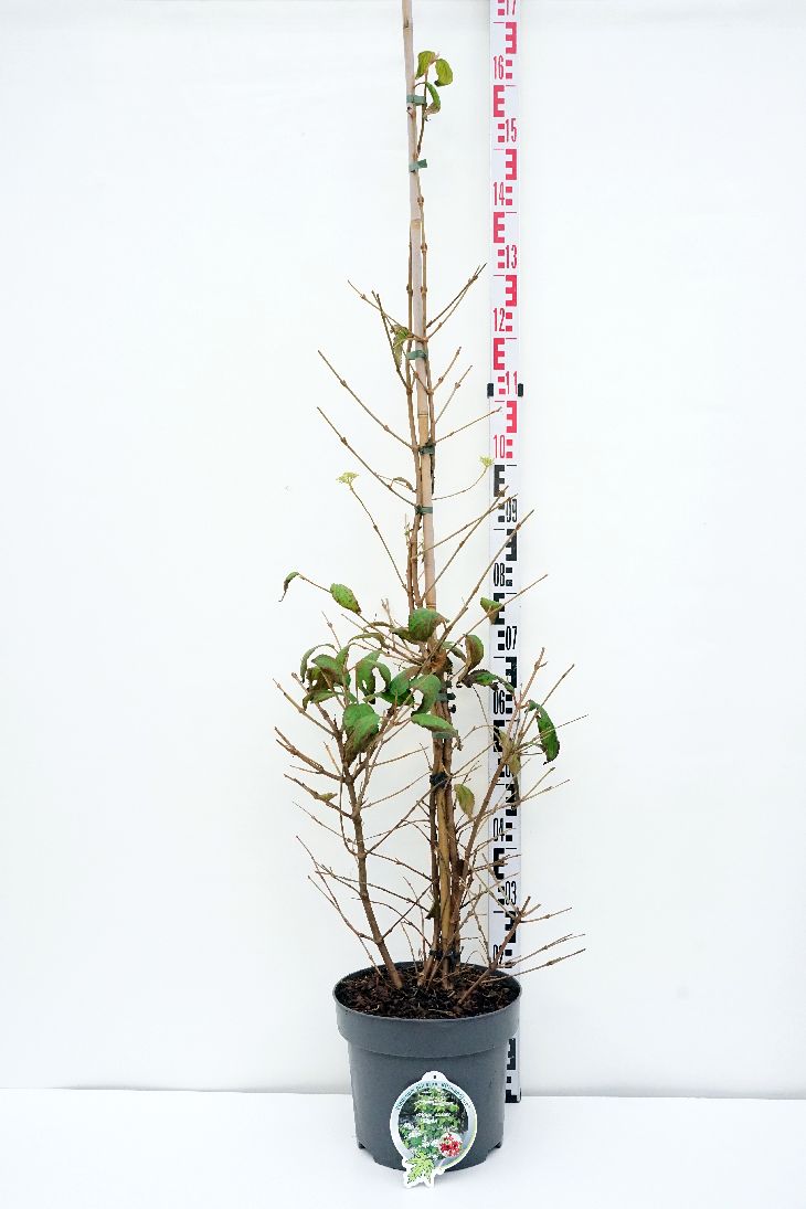 Viburnum plicatum &