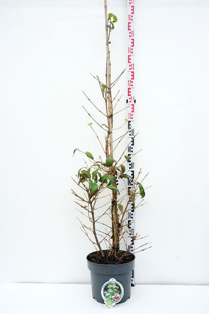 Viburnum plicatum &