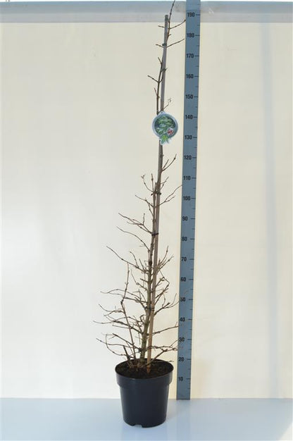 Viburnum plic. &