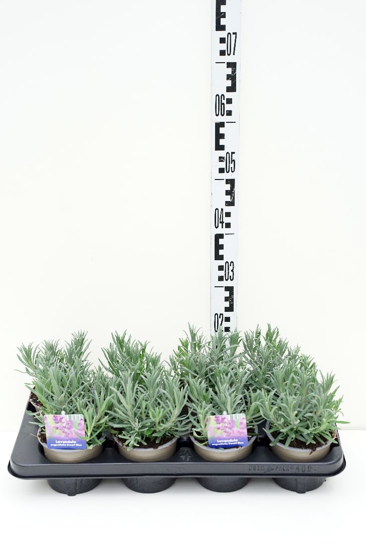 Lavendel ang. &