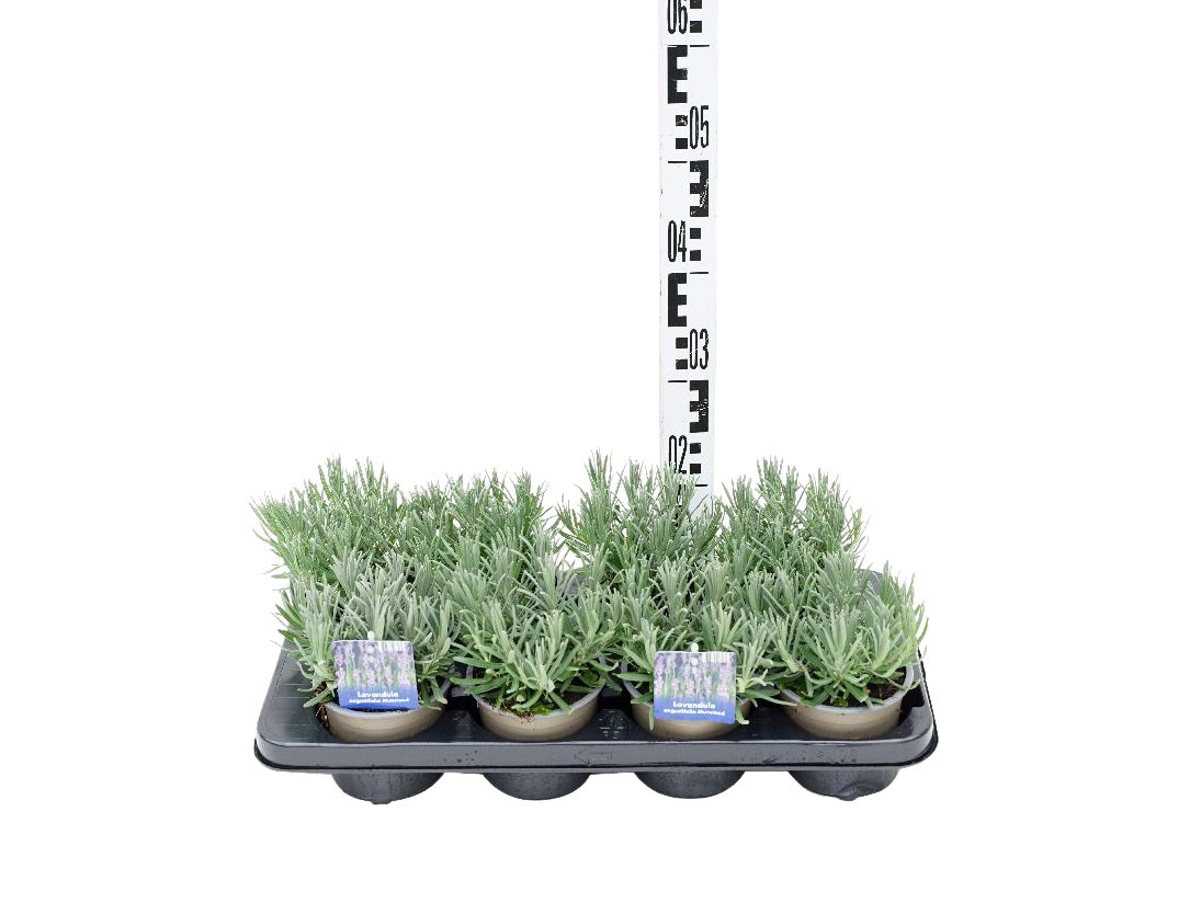 Lavandula angustifolia &