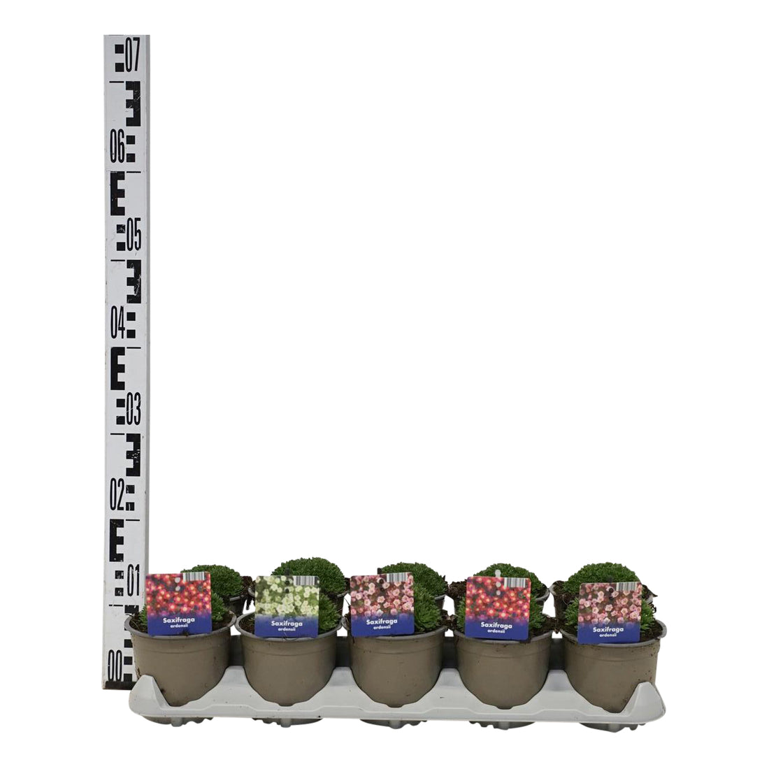 Bräcka in cultivars - P12