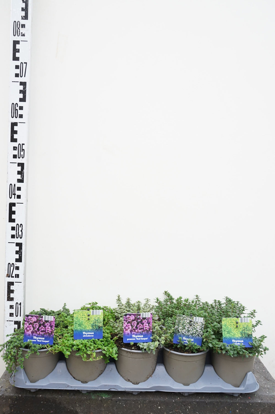 Timjan in cultivars - P12