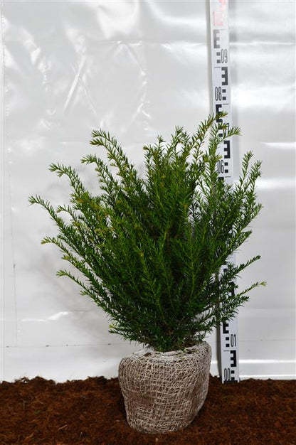 Taxus baccata 40-50 cm rotklump