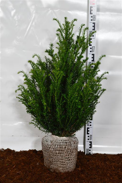 Taxus baccata 50-60 cm rotklump