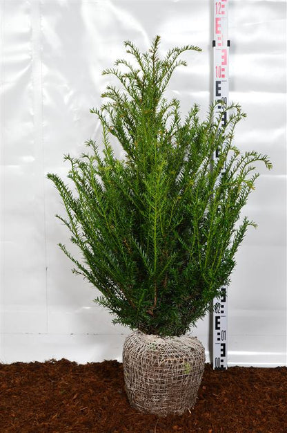 Taxus baccata 60-80 cm rotklump