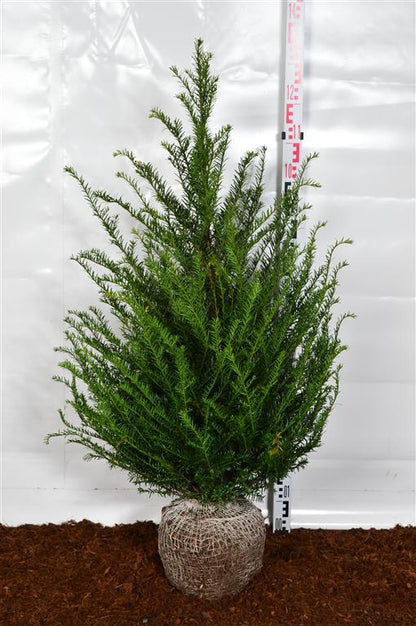 Taxus baccata 80-100 cm rotklump