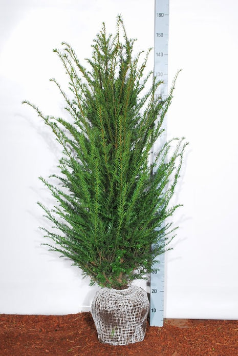 Taxus baccata