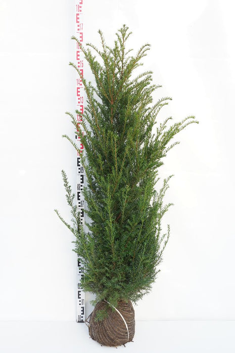 Taxus baccata