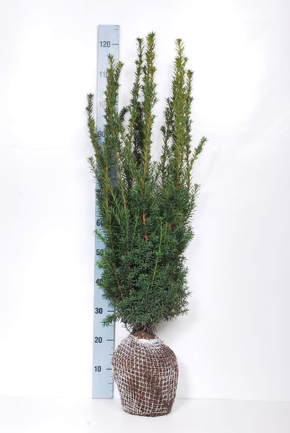 Taxus media &