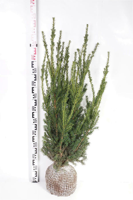 Taxus media 'Hillii'