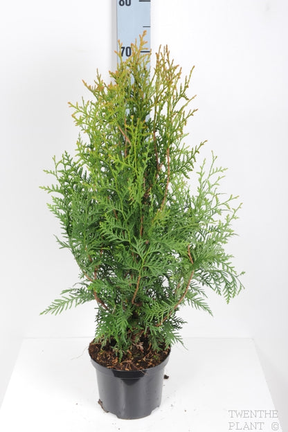Thuja occidentalis &
