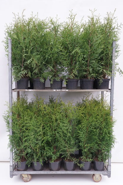 Thuja occidentalis &