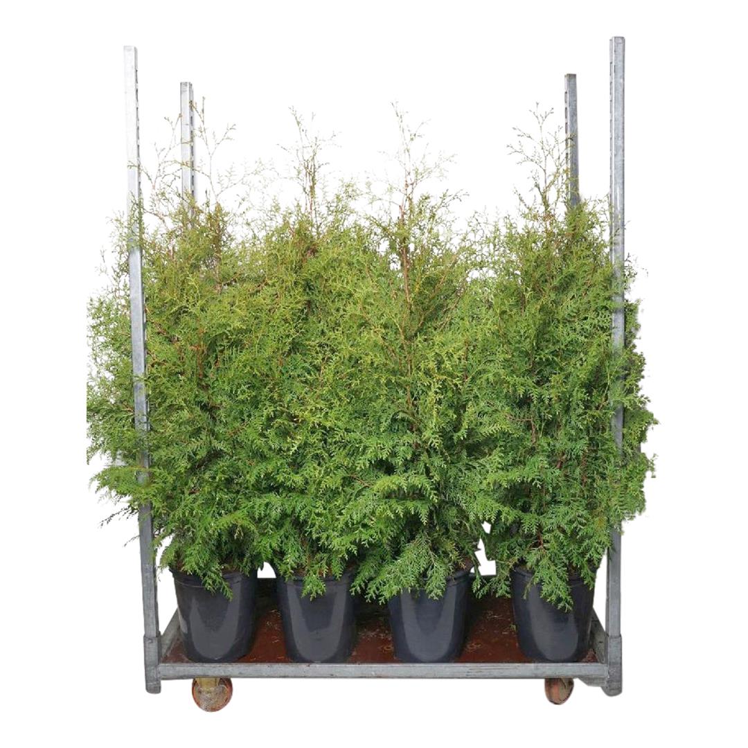 Thuja occ. &