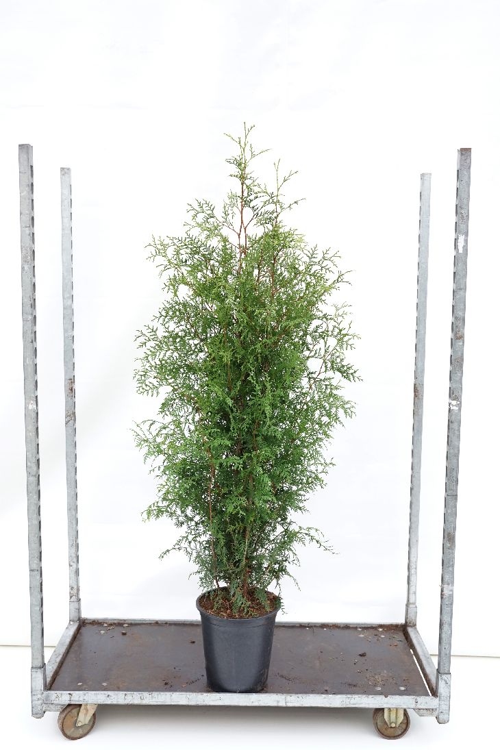 Thuja occ. &