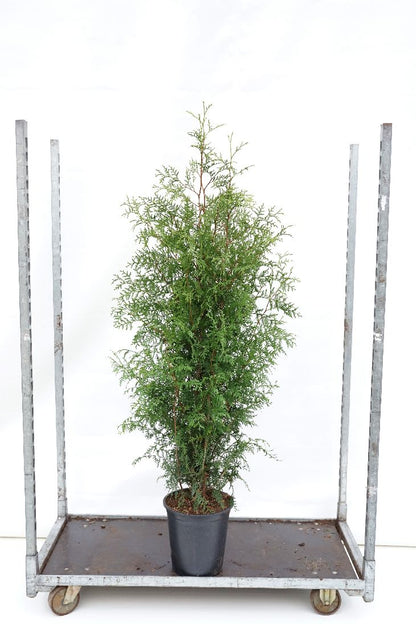 Thuja occidentalis &
